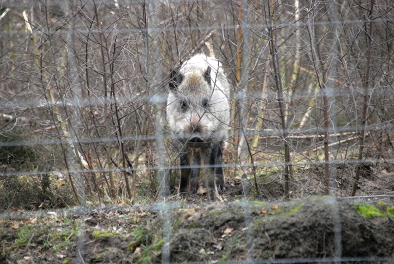 ZaunQ: Wildschwein-Schutz. Öffentliche Hand, Branchen-Übersicht