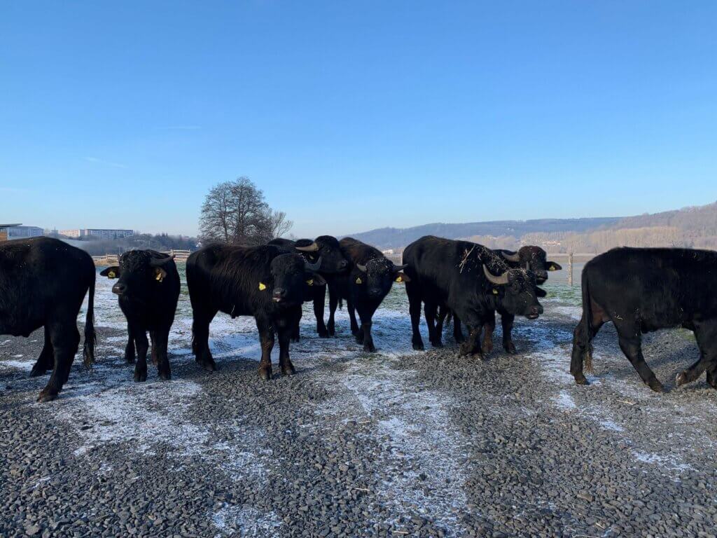 Wasserbüffelprojekt in Bad Salzungen