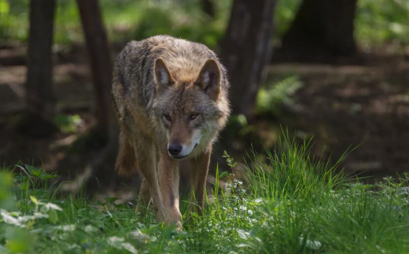 Wolfschutzzaun. Naturschutz: Branchen-Übersicht. ZaunQ