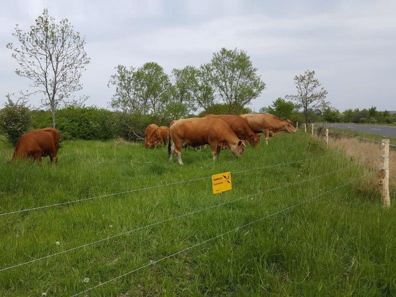 Rinder hinter Zaun an der Straße