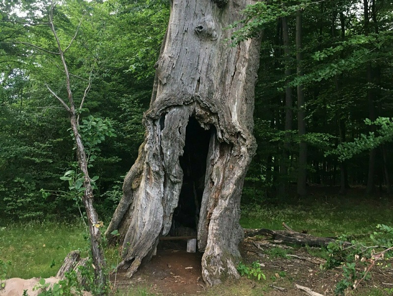 Zaunbau: aktiver Naturschutz: hohler Baum