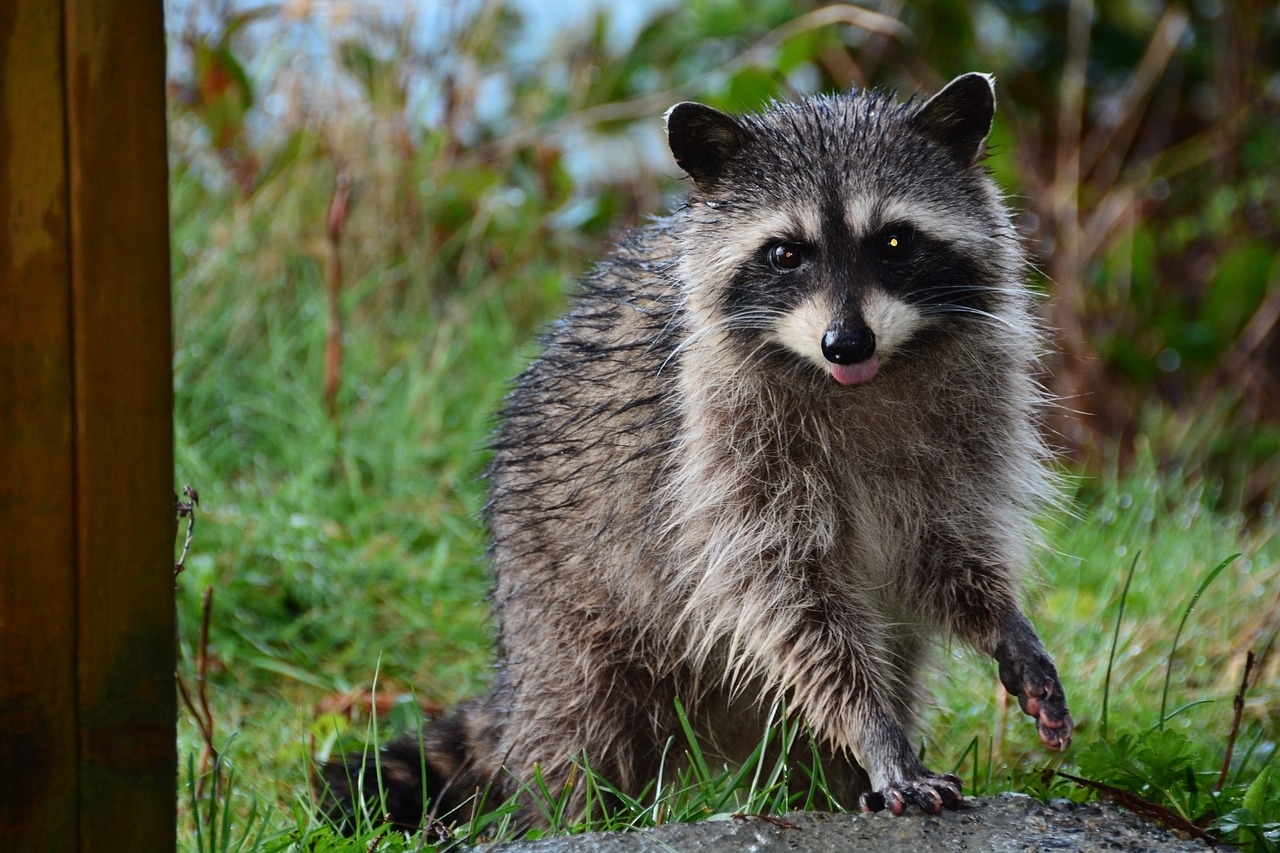 Waschbär