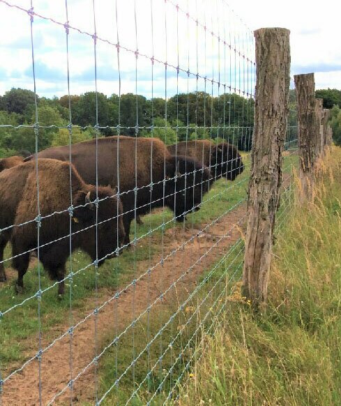 Wildgehege Großtiere