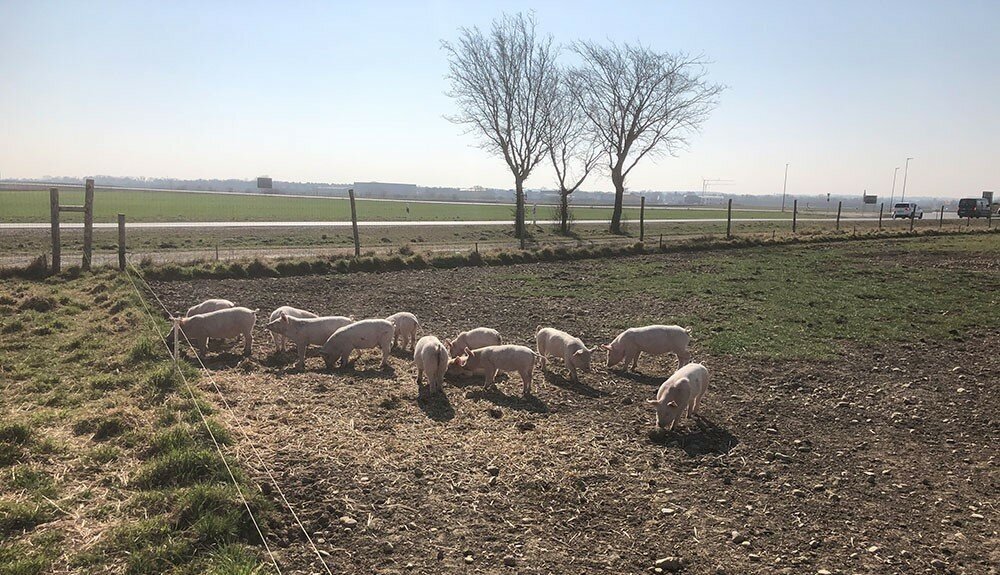 Schweinezaun von ZAUNQ