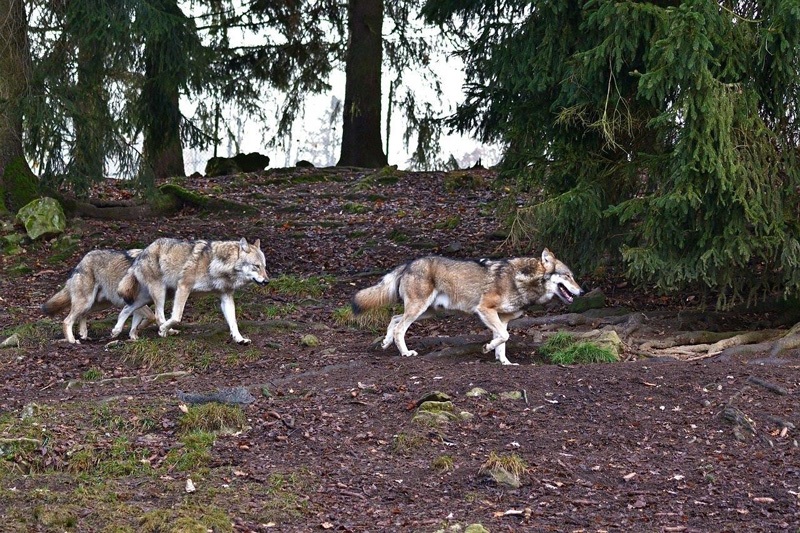 Wolfsrudel