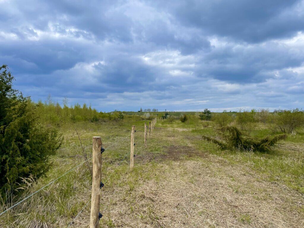 Robinienpfahl Ø 10/12 x 2,00m