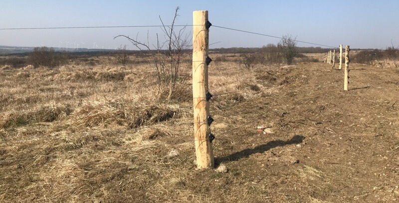 Drahtzäune zur Wolfsabwehr