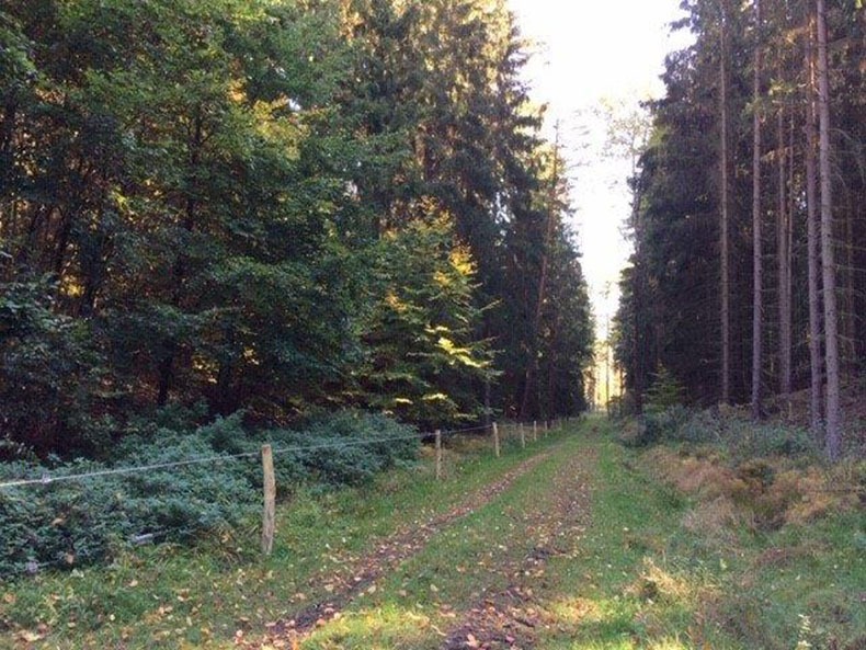 Zaunbau für Forstwirtschaft - Forstzaun