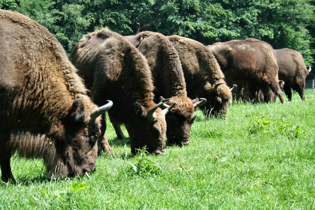 Bisons auf Weide