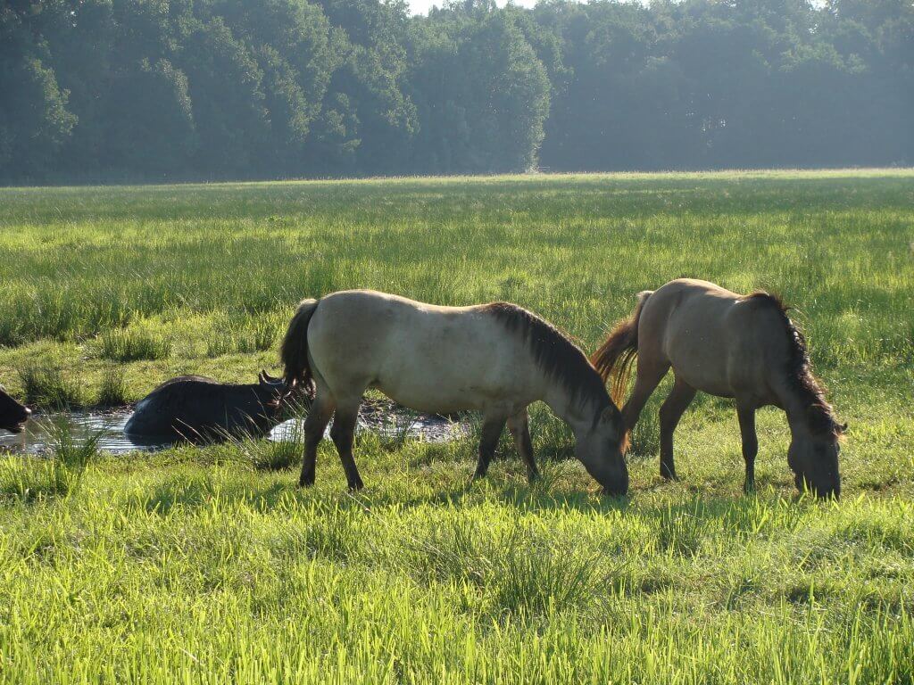 Tiere auf der Weide