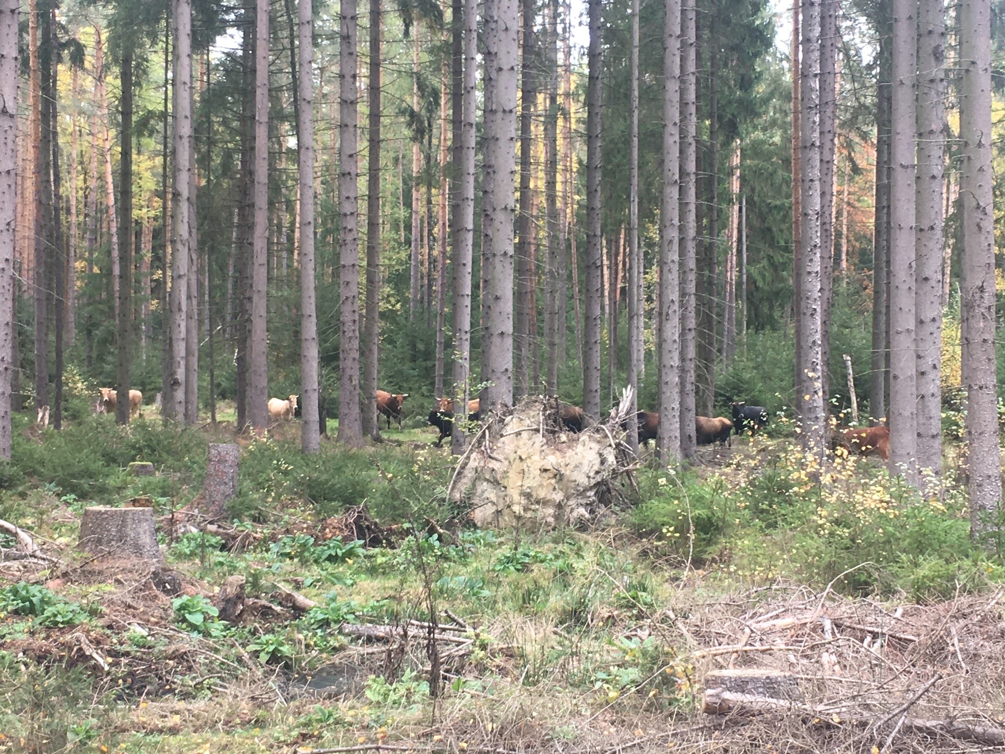 Forstwirtschaft-Branchen-Störer-ZAUNQ