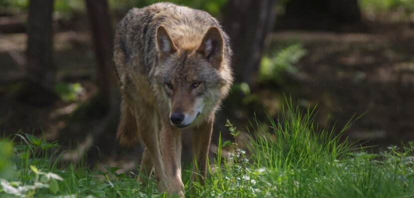 Wolf im Wald