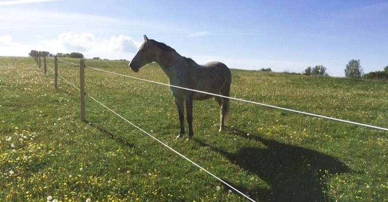Pferd am Elektrozaun