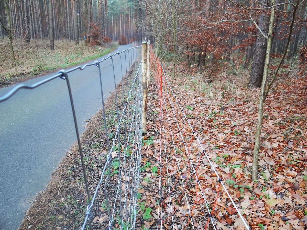 Elektrozaun und Knotengeflecht gegen afrikanische Schweinepest
