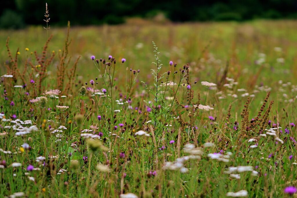 Naturschutz