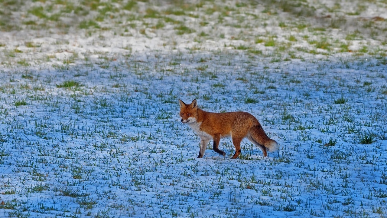 Fuchs