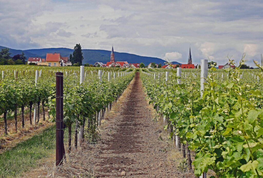 Weinbau_Rheinland-Pfalz