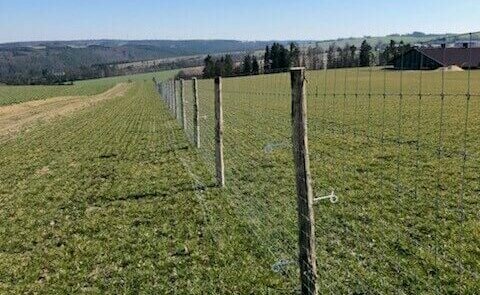Elektrischer Hühnerzaun