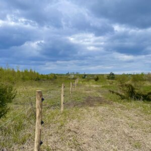 Robinienpfahl Ø 10/12 x 2,00m