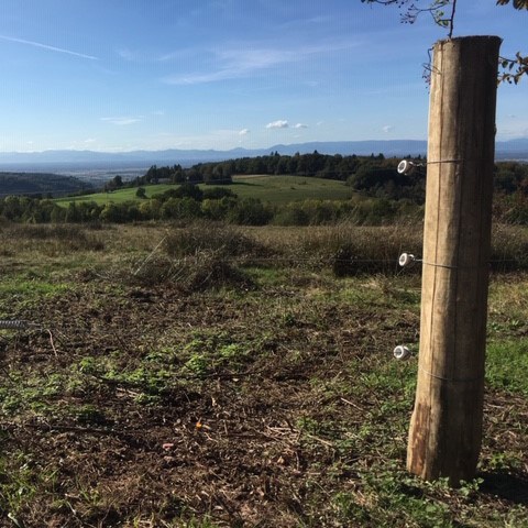 Robinienpfähle Ø 12/14 x 3,00m
