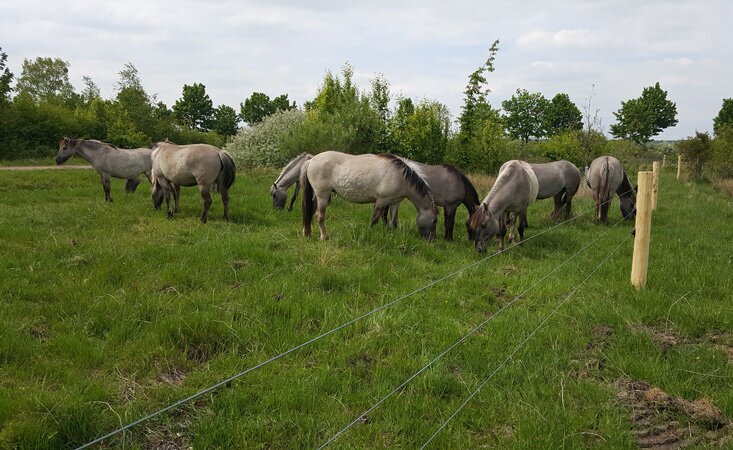 Weidezaun für Pferde bauen lassen