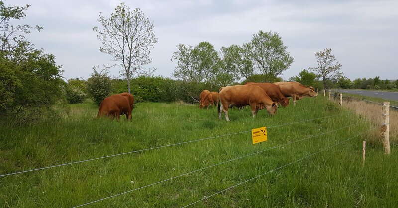 Weidezaun für Rinder bauen lassen