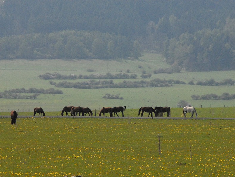 Wildpferde-Großpferde