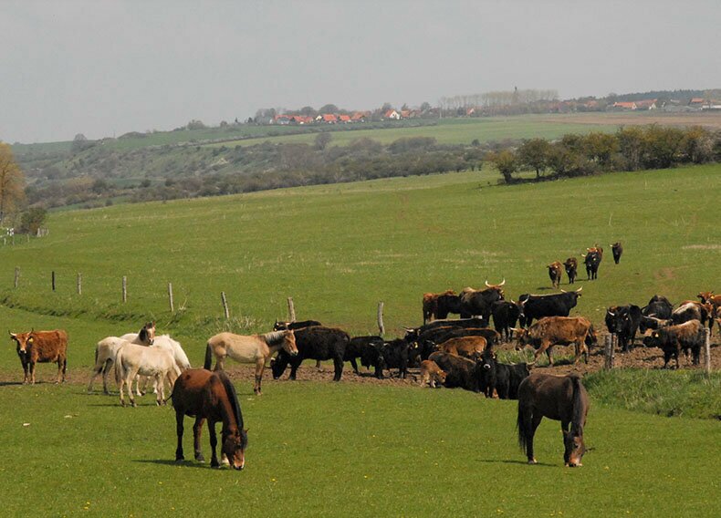 Wildpferde Pferdegruppe