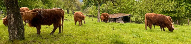 Highland Rinder