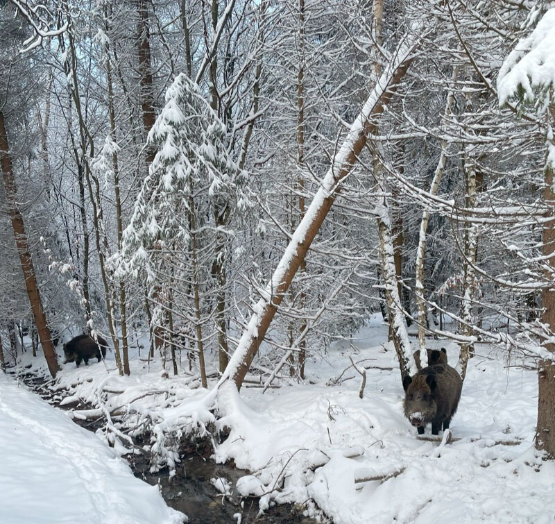 Schutz vor Wildschweinen und Co.