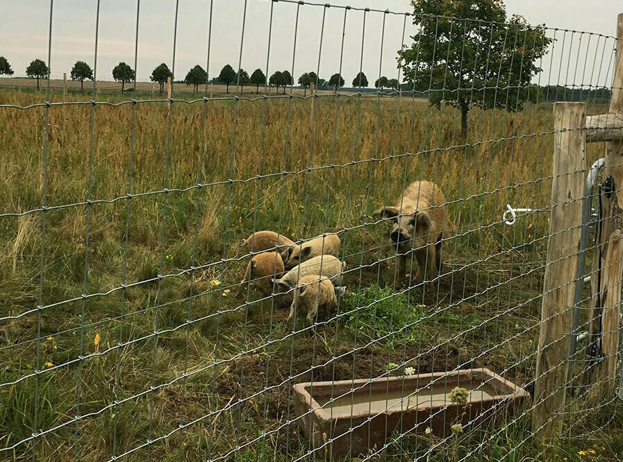 Schweinezaun aus Draht oder Kunststoff
