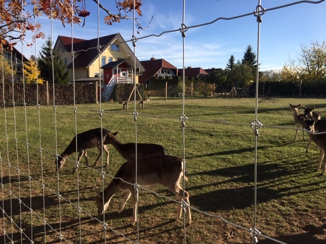 Sikawild und Damwild Zaun bauen lassen von ZAUNQ