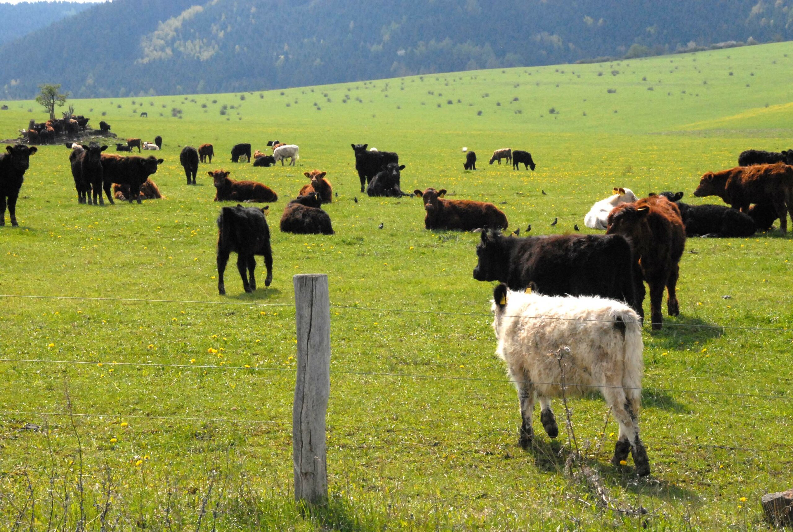 Tiere an der Weide. Landwirtschaft - Branchen-Übersicht. ZaunQ