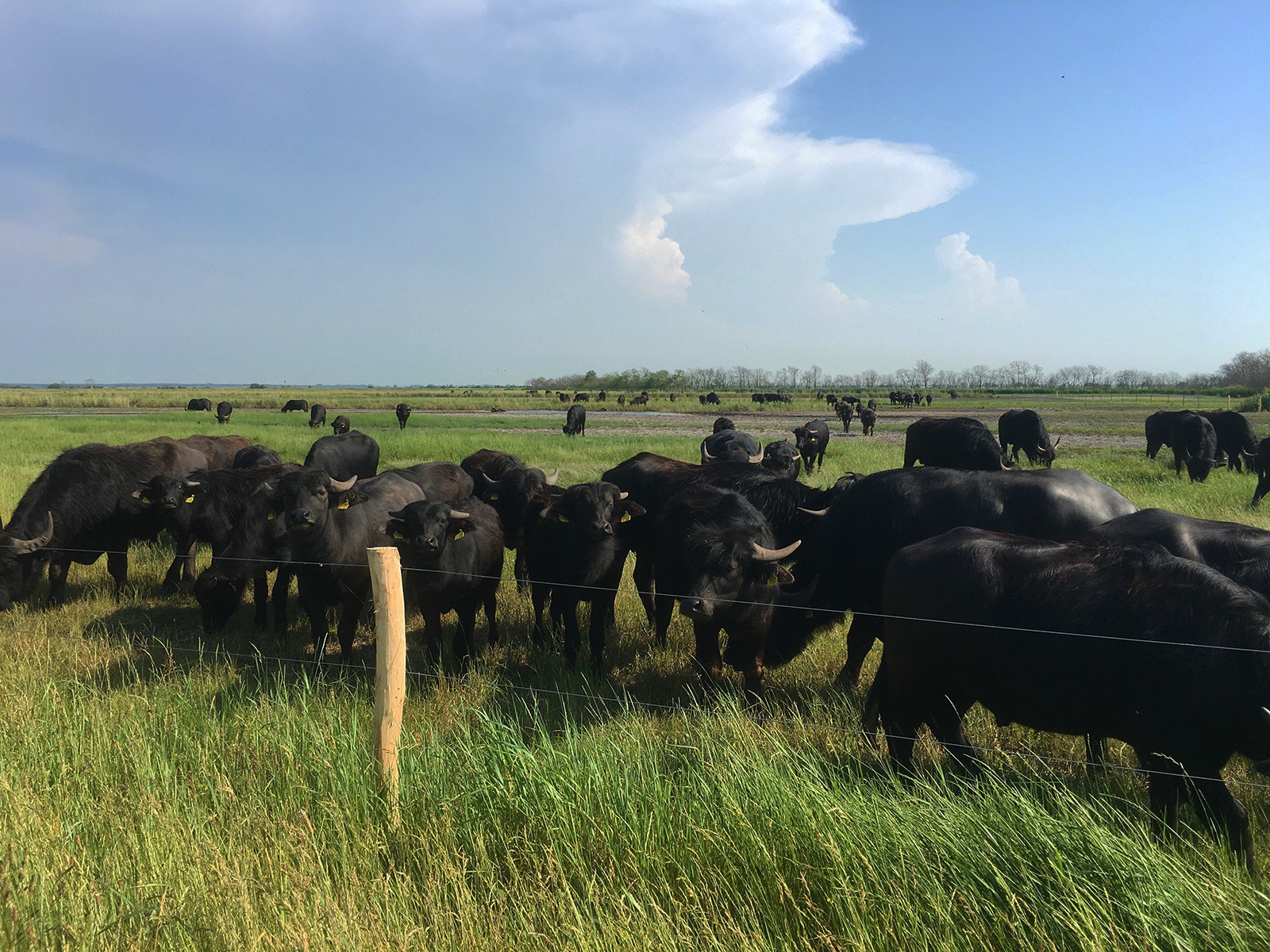 Beweidung - Weidezaun in der Landwirtschaft