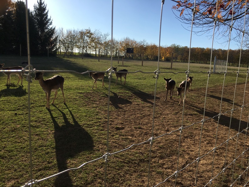 Damwildgehege bauen lassen