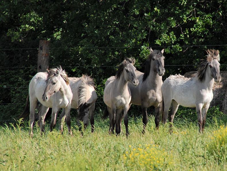 Wildpferde Konikgruppe
