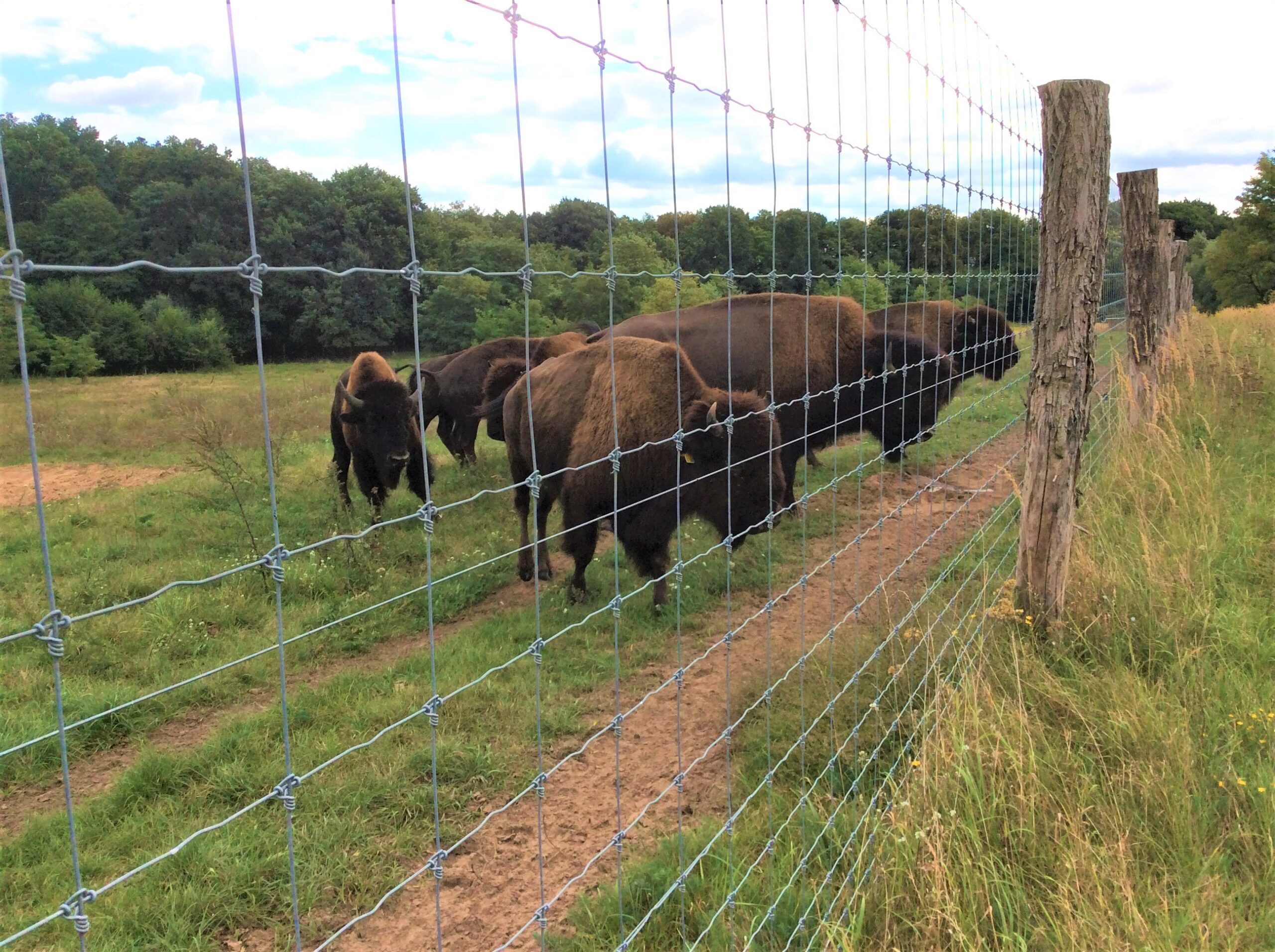 Wildpark Tiere