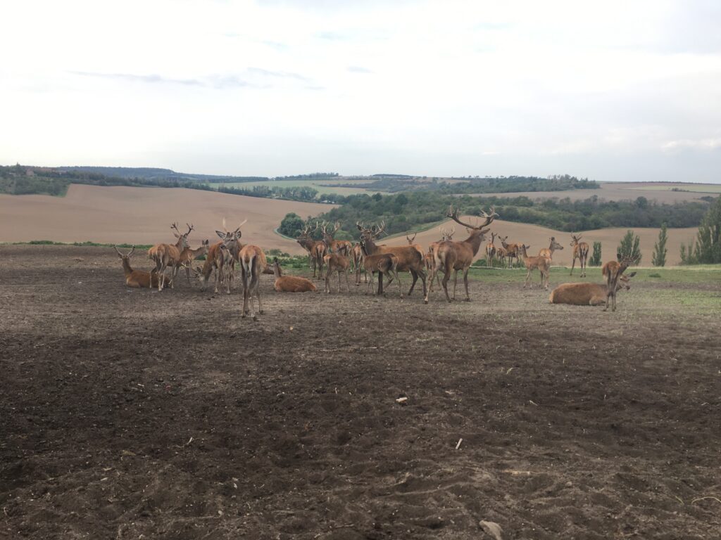Wildpark